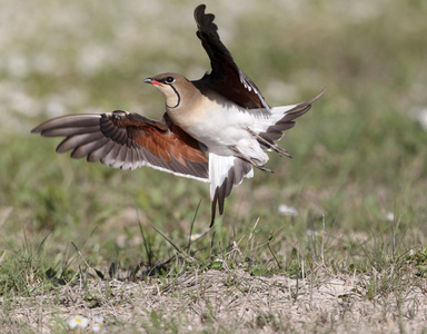 只的 pratincole，燕鸻