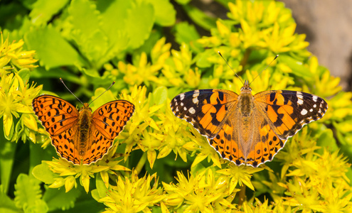 argynnis aglaja 和凡妮莎 cardui