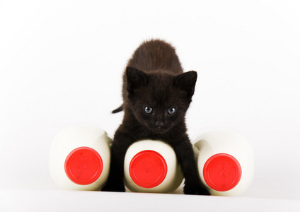 黑猫与牛奶