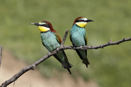 欧洲食蜂鸟，merops apiaster