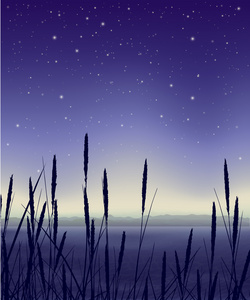 繁星满天的夜晚风景与芦苇图片