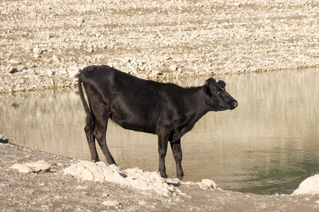 小母牛在河边