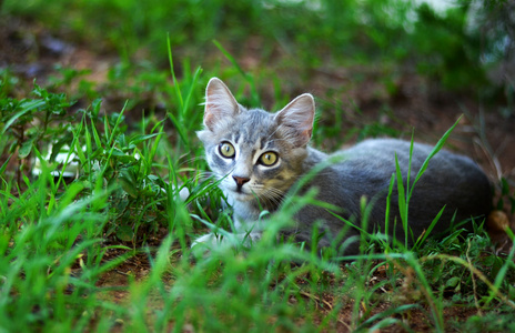 小小的猫在花园里放松