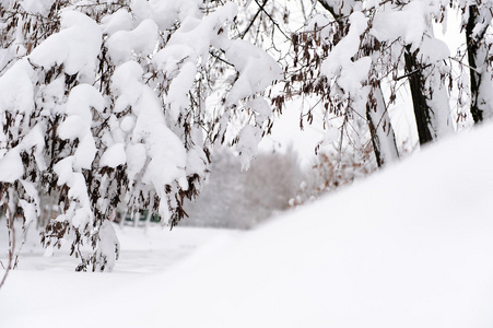 雪后的冬天森林