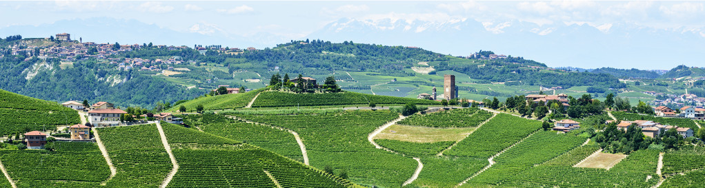 langhe 葡萄园