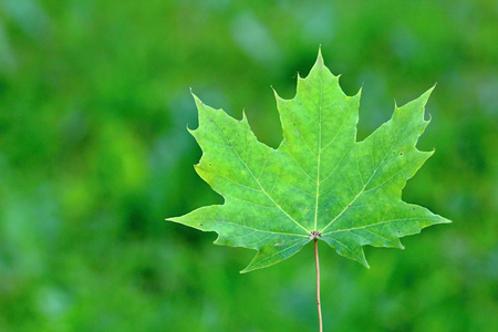 加拿大枫叶金币绿色