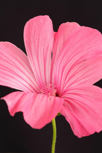 粉红锦葵