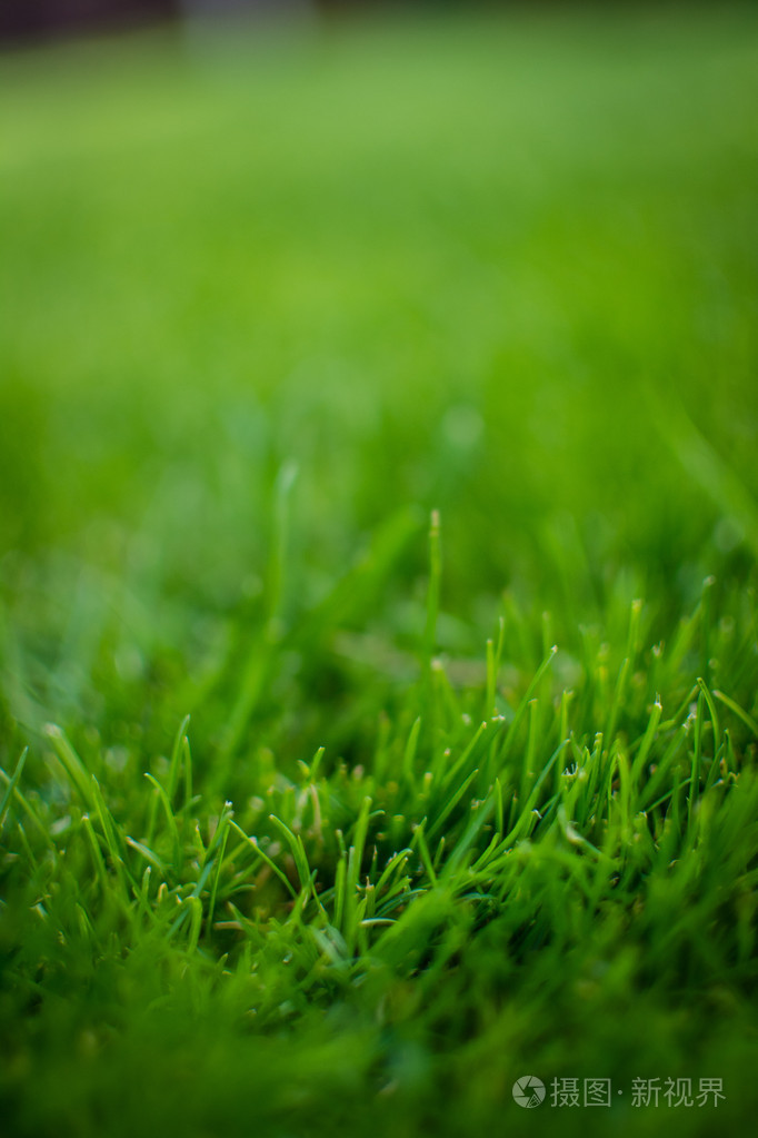 春天草在太阳光线和散焦的天空背景上