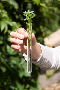 绿色的植物在试管中