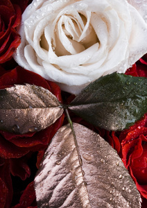 白玫瑰与红花瓣