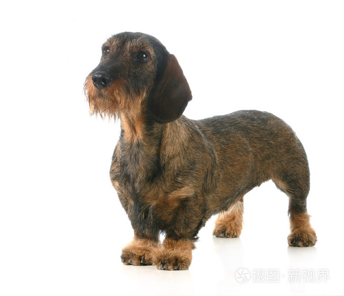 wirehaired 腊肠狗