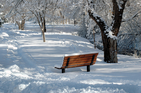 冬天在雪地里的树林里