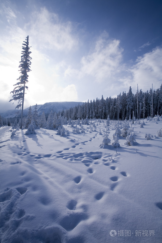 雪山森林