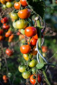 西红柿的植物在蔬菜床
