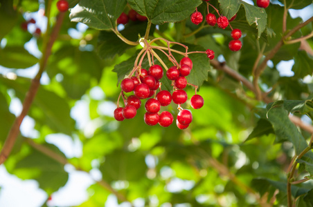 琼花是一属木本开花植物中家庭 adoxaceae