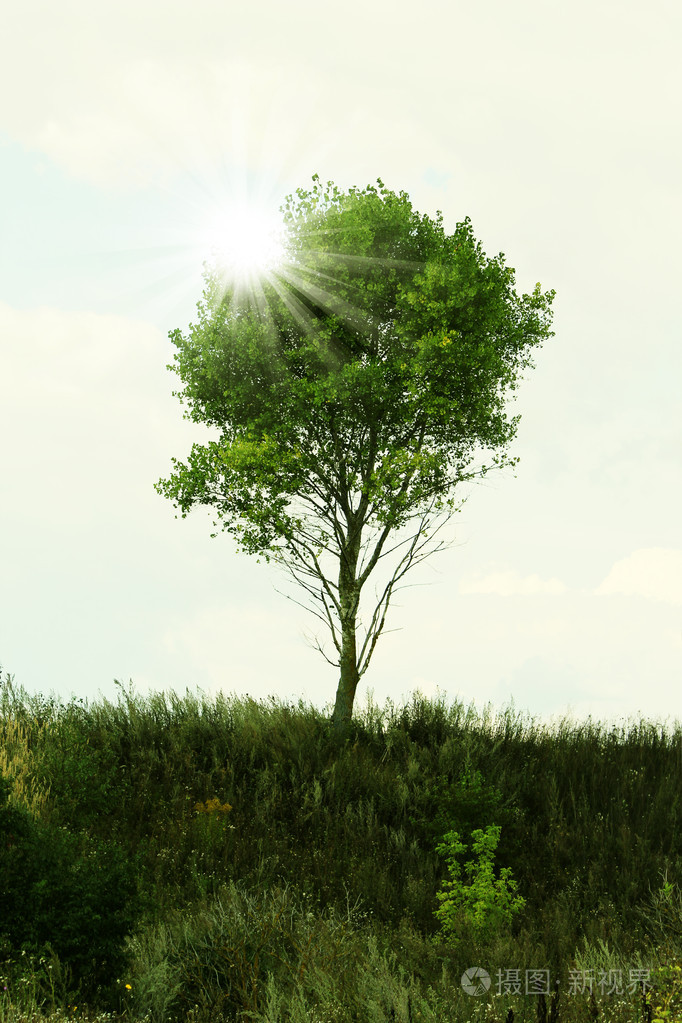 在日落和绿色的草树