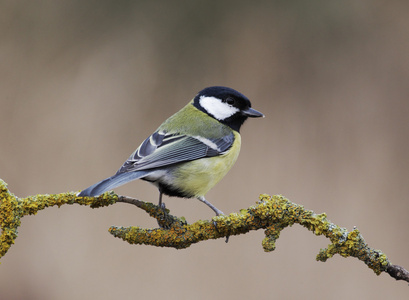 大山雀，parus 主要