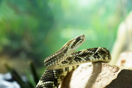 bothrops 找到那个女孩