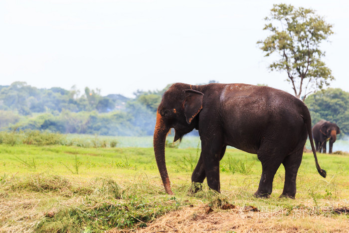 亚洲大象在泰国大城府