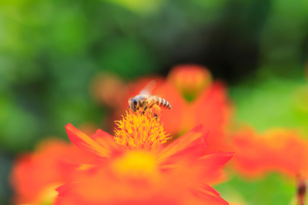 蜜蜂从花中夏季时间采蜜