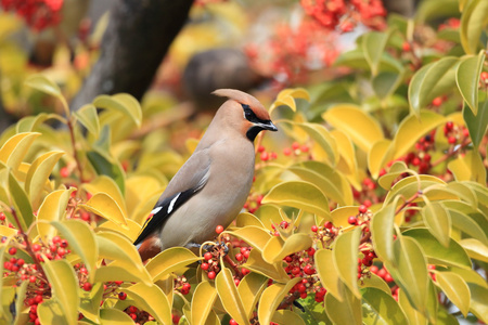 日本雀 Bombycilla 粳稻 在日本