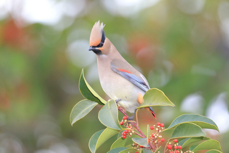 日本雀 Bombycilla 粳稻 在日本