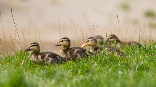 室外在绿色草地上的小鸭子