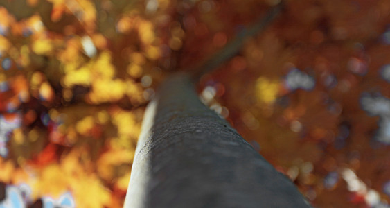 多彩的秋天的叶子背景