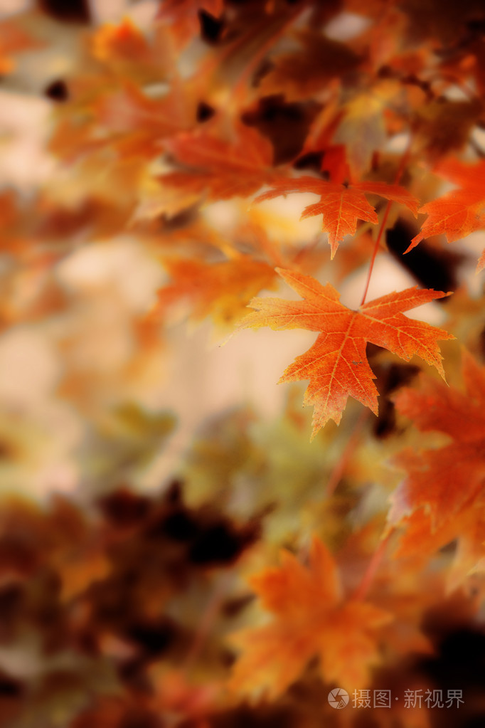 多彩的秋天的叶子背景
