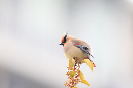 日本雀 Bombycilla 粳稻 在日本