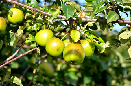 苹果公司分公司户外