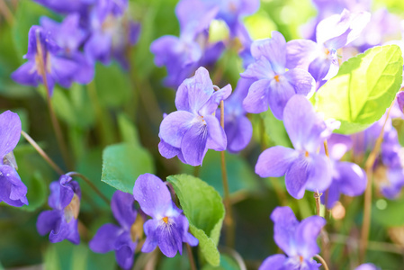 中提琴鲜花