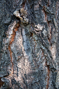 树的树皮的详细信息