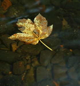 asalt 石头山区河流水中第一次多彩的秋天的树叶从枫叶