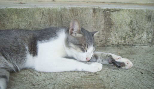 猫睡在地板上