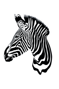 textura ke zebra ern