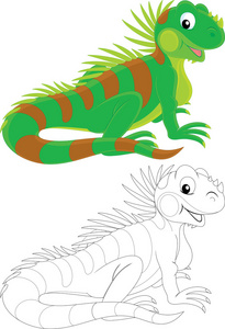 绿鬣蜥