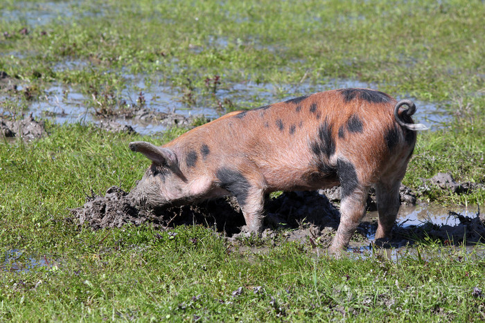 脏泥中的小猪