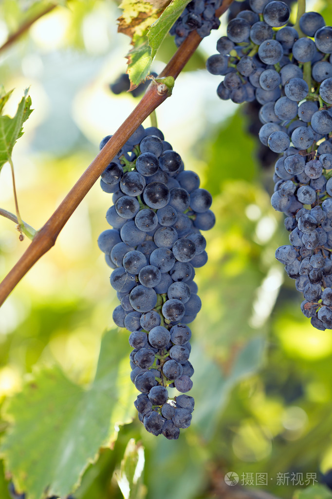 葡萄串