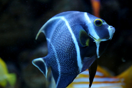 七彩鱼在水族馆