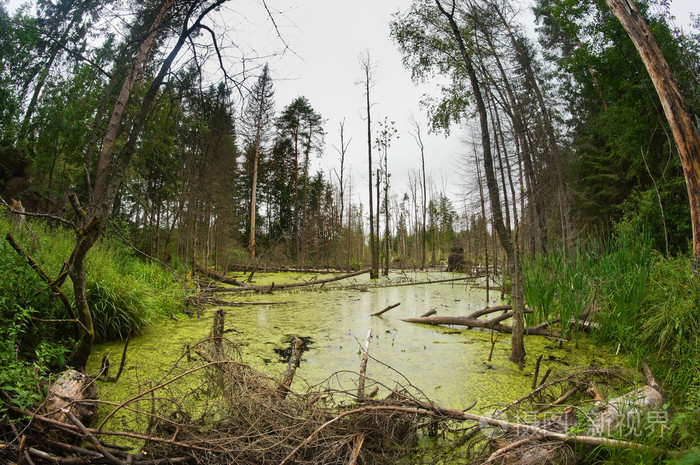 形象的沼泽照片-正版商用图片1d3pad-摄图新视界