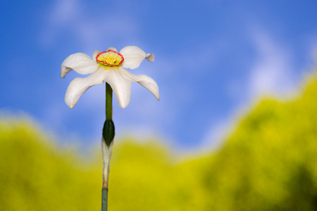 水仙花花对蓝蓝的天空