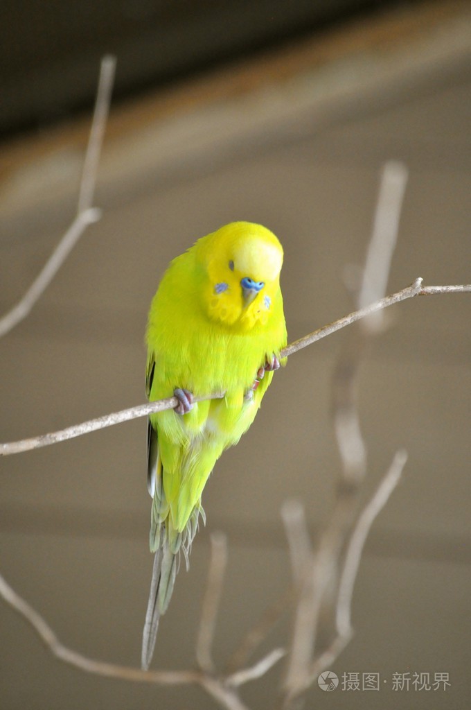 黄色小鹦鹉