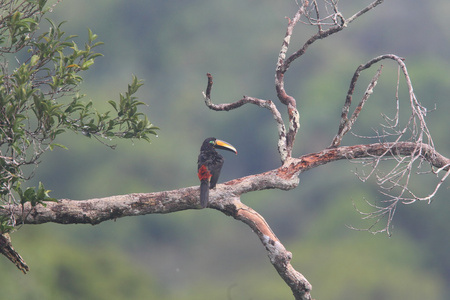 在厄瓜多尔的许多联合 Aracari Pteroglossus pluricinctus