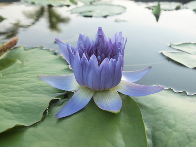 上水紫莲花盛开