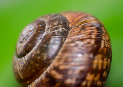 蜗牛壳的微距照片