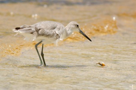 willet 狩猎