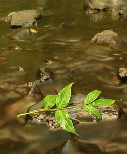 绿叶的灰树中，在山中的小溪中的秋色。清除水模糊的长时间曝光