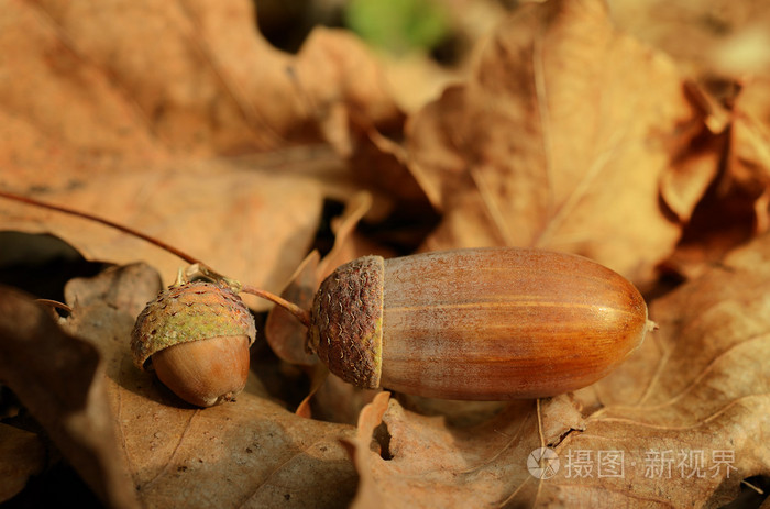 在秋天死叶上橡子