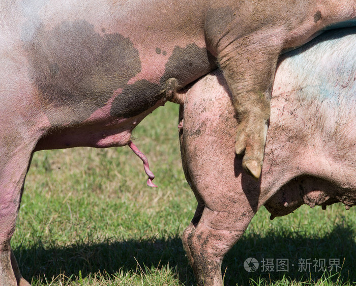 *3072px无水印下载免费10次/天下载小样发票合同问题/举报猪雄性繁